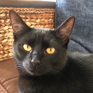 Meet your Posher, Dennis